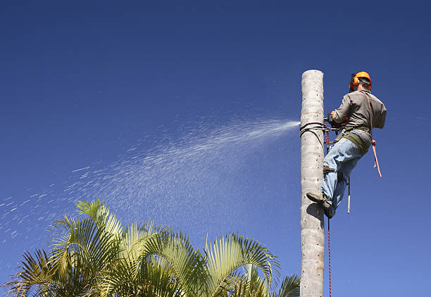 Best Commercial Tree Services  in St Michaels, MD