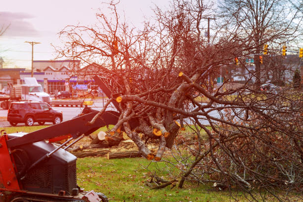 Best Storm Damage Tree Cleanup  in St Michaels, MD