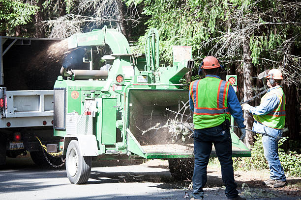 Leaf Removal in St Michaels, MD